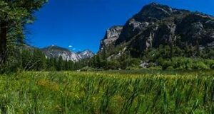 Green field of grass and a mountain with trees in the background on a clear blue-sky day.