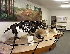 Dinasaur bones at a museum with paintings and other exhibits.