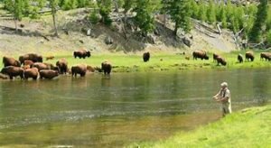 Person fishing in a river with buffalo on the other side of the river with trees in a forest.