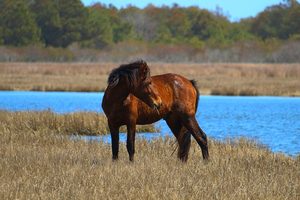 Corolla Beach, NC, Camping And Hiking Tours 4 Brown horse standing in golden coastal marsh grass beside bright blue water, with trees and natural wetlands in the background.