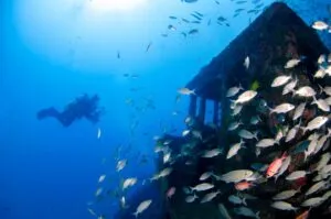 Figure Eight Island Beach, NC, Camping & Hiking Tours 4 Scuba diver exploring an underwater shipwreck surrounded by schools of colorful tropical fish in clear blue ocean water.