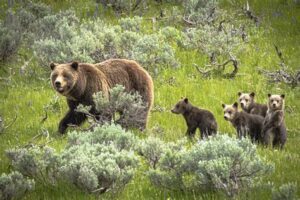 mother bear with four cubs walking through brush in a forest.
