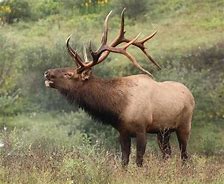 Deer with large antlers in a field.