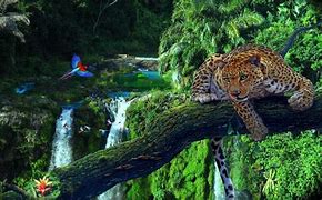 Jaguar laying in a tree in the Amazon rainforest with a bird