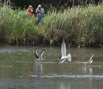 Two people sight see birds in tall grass flying birds over water.