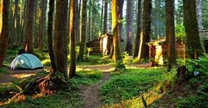 campsite in the woods with tent and a cabin and another building