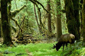 deer in a forest