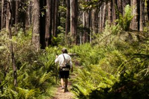 person hiking in a forest in Australia on a path