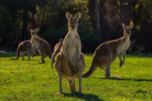 kangaroo in a field next to the woods