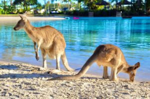 kangaroos at a lake on a sandy beach
