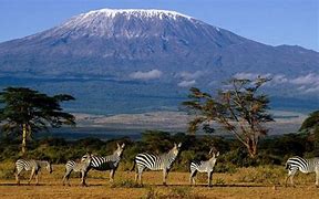 Large mountain in a rainforest with trees with zebras on flat field on a blue sky day.
