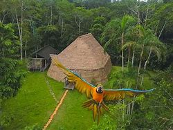 Glamping structure in the Columbia rainforest and bird flying.