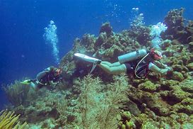 Two people diving in the ocean with fish nearby and coral at the bottom.