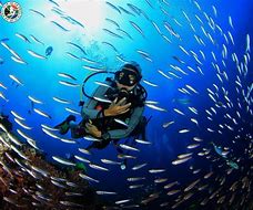Sodwana Bay: South Africa’s Pristine Marine Paradise 2 Scuba diver swimming in the ocean with many fish
