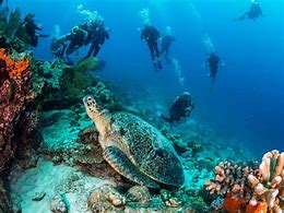Cocos Island: Costa Rica’s Remote Dive Haven for Thrilling Marine Adventures 2 Scuba divers in the ocean with a turtle and coral.