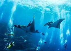 Socorro Islands: Mexico’s Wild Pelagic Playground for Adventure Divers 2 scuba divers under the ocean swimming with sting ray and fish with sunlight coming through the water.