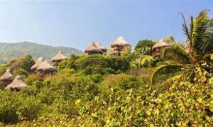 Tayrona National Park, Colombia: Beachfront Glamping Amidst Tropical Beauty✨ 3 Several glamping structures with trees and vegetation on a hill.