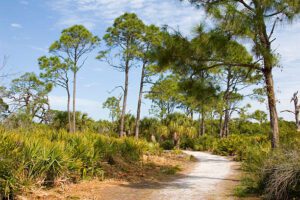Caladesi Island State Park: A Hidden Paradise Near Clearwater Beach 3 A hiking trail with palm trees and some woods with vegetation with cloudy skies.
