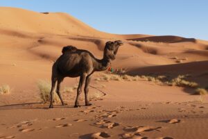 Camel in a desert with hilly sand dunes with blue skies
