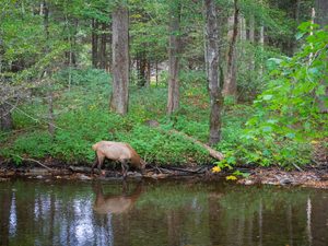 Catskill Mountains, NY: Hiking, Camping & Nature Adventures 3 Elk standing along the edge of a calm forest stream surrounded by dense green trees and woodland vegetation.