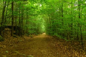 Peaceful woodland hiking trail stretching through a lush green forest beneath a canopy of leafy trees, with a wide dirt pathway surrounded by dense vegetation and fallen leaves.
