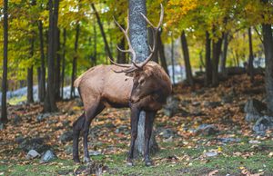 Majestic bull elk with large branching antlers standing in a woodland clearing surrounded by tall trees, scattered rocks and colorful yellow and green autumn foliage.