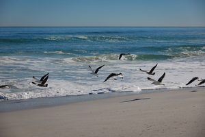 Longboat Key: Tranquil Beaches & Upscale Charm on Florida’s Gulf Coast 13 Flock of coastal seabirds flying above a sandy shoreline as gentle ocean waves break along the beach, highlighting birdwatching and coastal wildlife along Florida's Gulf Coast.