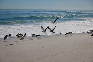 Longboat Key: Tranquil Beaches & Upscale Charm on Florida’s Gulf Coast 5 Coastal seabirds flying and resting along a sandy beach as gentle ocean waves roll onto the shoreline, highlighting the importance of protecting beach wildlife and natural habitats.