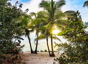 Tropical beach scenery featuring tall palm trees, lush green coastal vegetation, a sandy shoreline, and calm ocean waters illuminated by the golden glow of the setting sun.