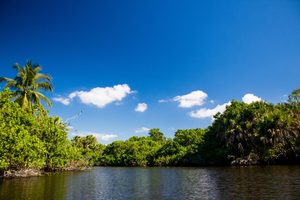 Longboat Key: Tranquil Beaches & Upscale Charm on Florida’s Gulf Coast 14 Lush mangrove vegetation and tropical palm trees surrounding a calm coastal waterway beneath a bright blue sky with scattered white clouds