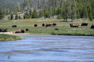 Under Canvas Yellowstone – Wyoming, USA 1 Buffalo in a field and a lake with trees and a forest in the background.