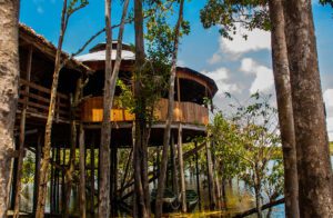 Luxury jungle lodges elevated among the treetops, surrounded by lush forest, offering an immersive and serene canopy experience in nature.