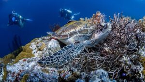 Great Barrier Reef: Dive into the World’s Largest Reef— Australia 3 Scuba diver in the ocean and a turtle with coral.