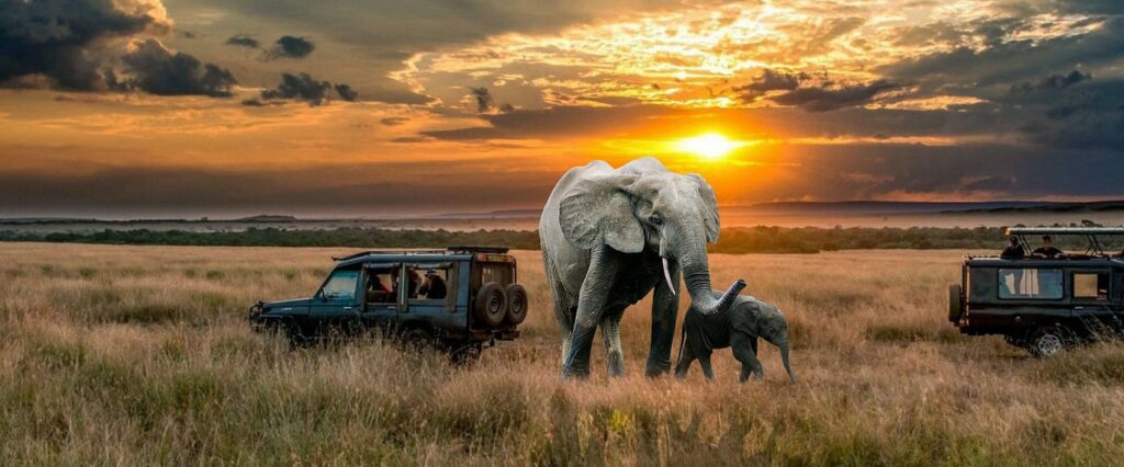 Uganda Safari – Gorilla Trekking & Wildlife Adventures - MycampingVacationSites