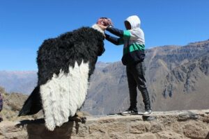 Person standing in front of an Andeon Condor putting hands on the bird at a large canyon with mountains,