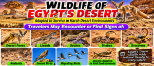Wildlife of Egypt’s desert collage featuring desert foxes, lizards, geckos, snakes, scorpions, rodents, desert birds, migrating birds, and insects adapted to arid environments.