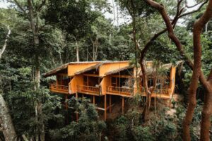 Tree houses in a rainforest built on stilts above the jungle floor.