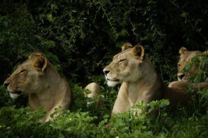Several lions in a rainforest and vegetation.