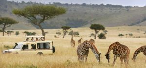 Four people in a jeep looking at Giraffe's in the pains of Africa with Hay and trees.