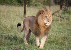 Uganda Safari – Gorilla Trekking & Wildlife Adventures 5 Lion standing on the plains of Africa with vegretation