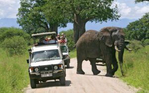 People in jeeps traveling on a safari with an elephant on the road with trees in Africa.