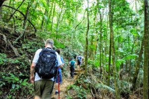 Hikers walking along a lush tropical rainforest trail in Tijuca National Park, Rio de Janeiro.