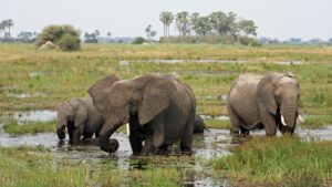 Elephants walking in wetlands feeding in water with trees in the background.