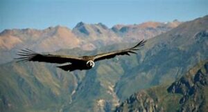 Travel🌄 PUQIO By Andean: A Luxurious Glamping Retreat In Colca Canyon 3 Andean Condor flying over a canyon and mountains.