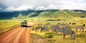 Jeep traveling on a road with zebras on the plains of Africa.