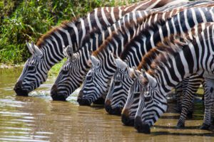 Zebras drinking water at a lake in Africa with vegetation nearby.