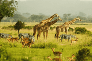 Zebras, deer, and giraffes walking in a field with forest and distant fog in the background.
