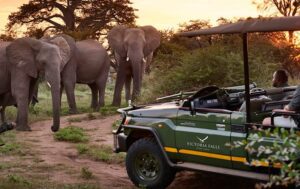 People looking at elephants from a jeep with trees and vegetation.