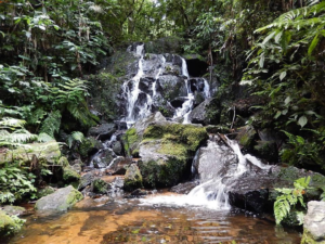 Cascading waterfall flowing over moss-covered rocks surrounded by dense Atlantic Forest vegetation in Serra da Cantareira near São Paulo, Brazil.