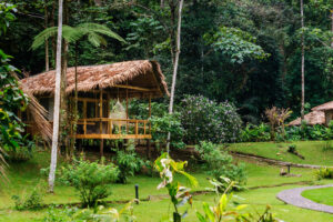 Glamping huts in a rainforest with patios and a walkway leading to each hut.